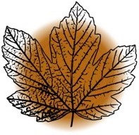 Bernie Lubbers Leaf Image